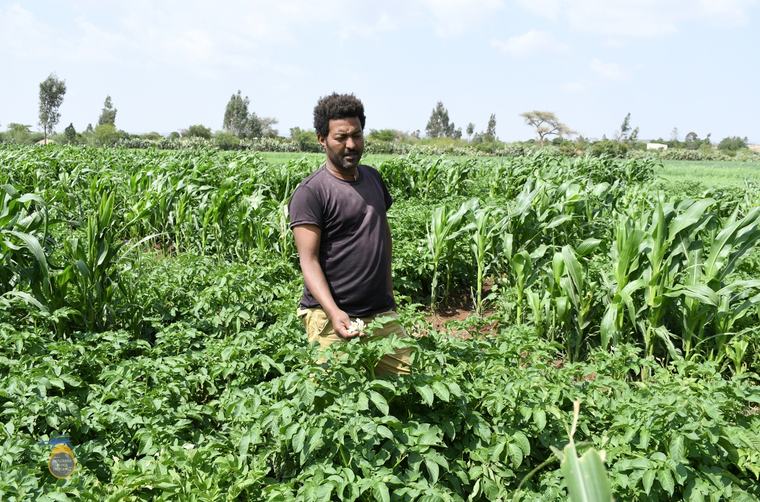 Improved Potato Seeds Distributed to Exemplary Farmers Show Good Results